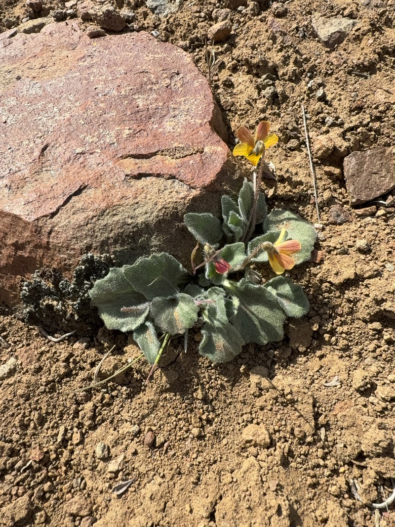 Golden Violet photo 5
