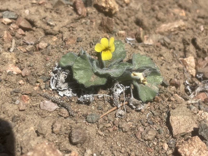 Golden Violet photo 6