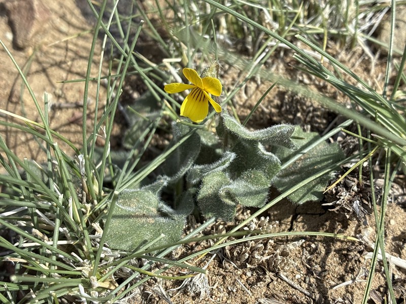 Golden Violet photo 7