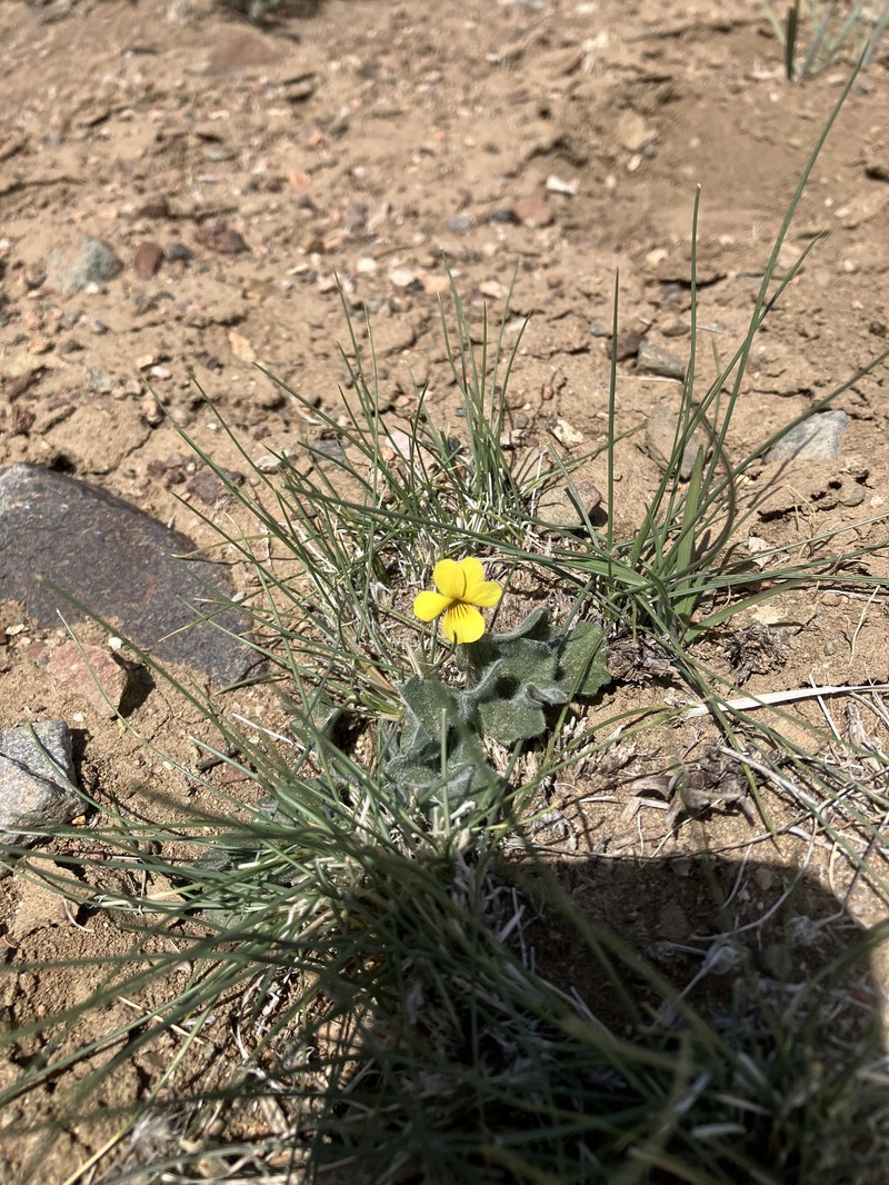 Golden Violet photo 8