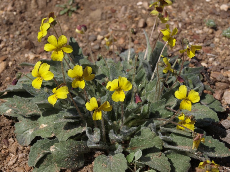 Golden Violet