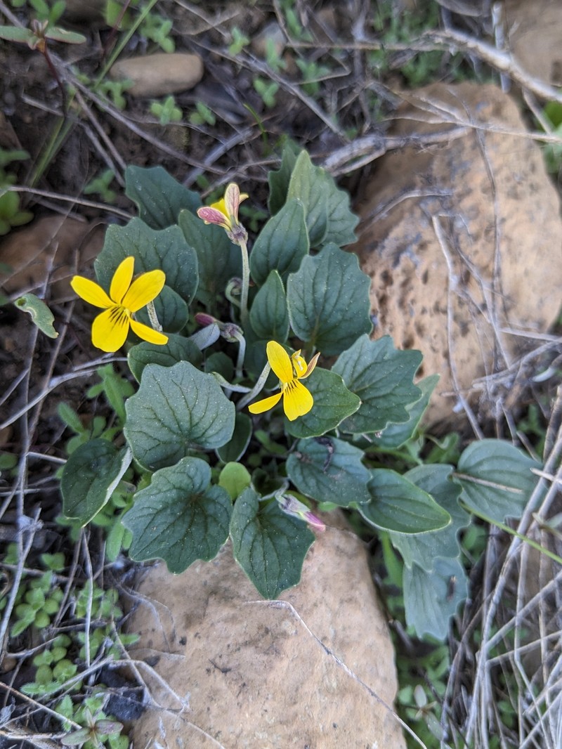 Viola purpurea var. dimorpha