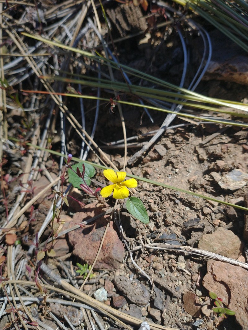 Viola purpurea var. integrifolia