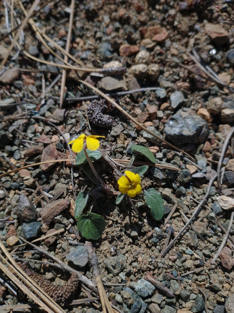 Viola purpurea var. integrifolia photo 2