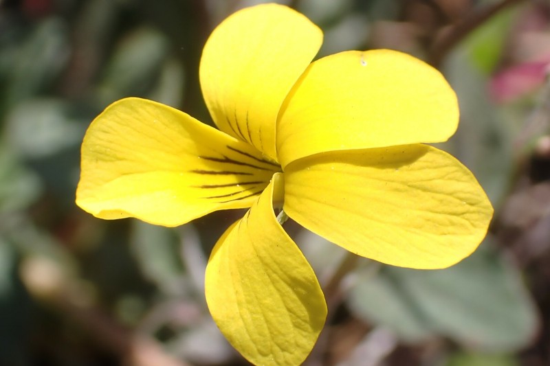 Viola purpurea var. integrifolia photo 3