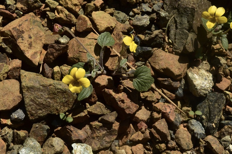 Viola purpurea var. integrifolia photo 4