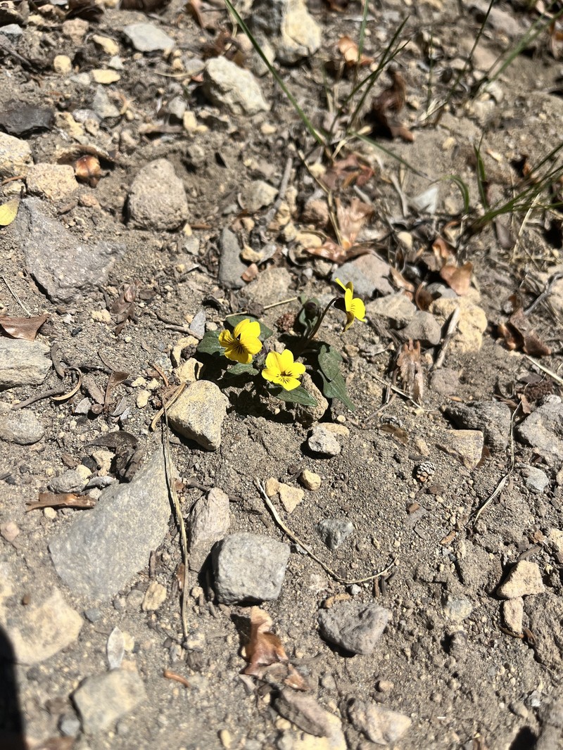 Viola purpurea var. integrifolia photo 5