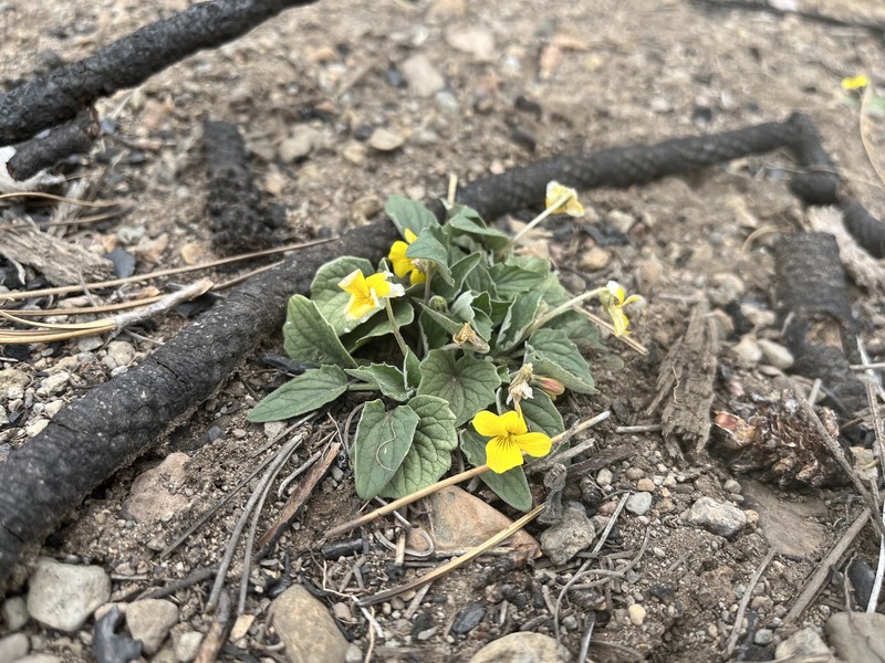Viola purpurea var. integrifolia photo 6