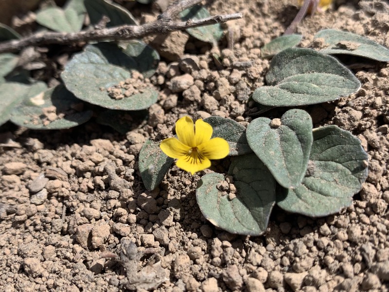 Viola purpurea var. integrifolia photo 7