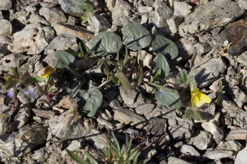 Viola purpurea var. integrifolia photo 8
