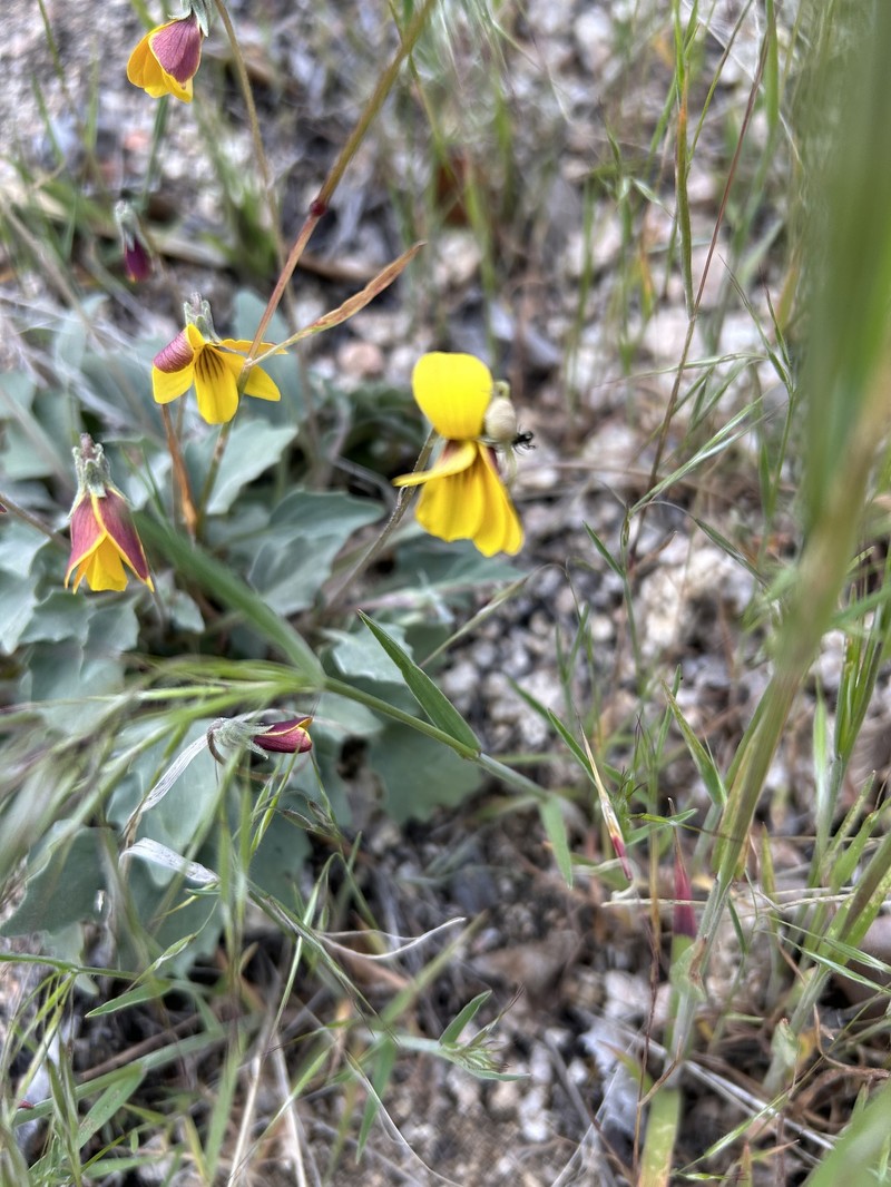 Viola purpurea var. mohavensis