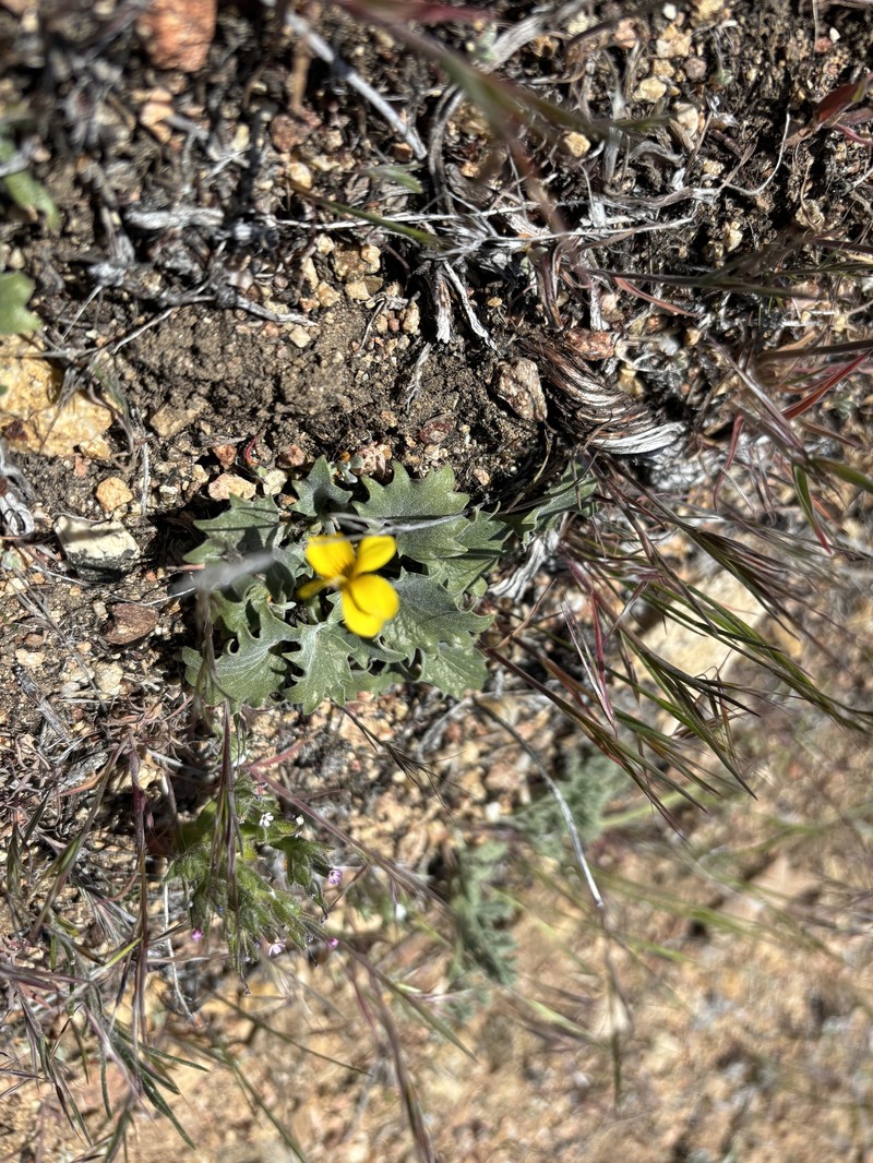 Viola purpurea var. mohavensis photo 2