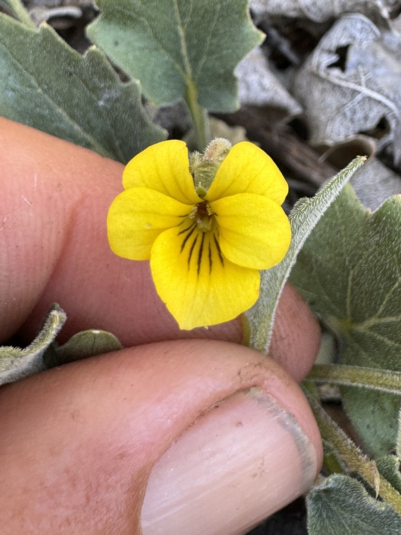 Viola purpurea var. mohavensis photo 3