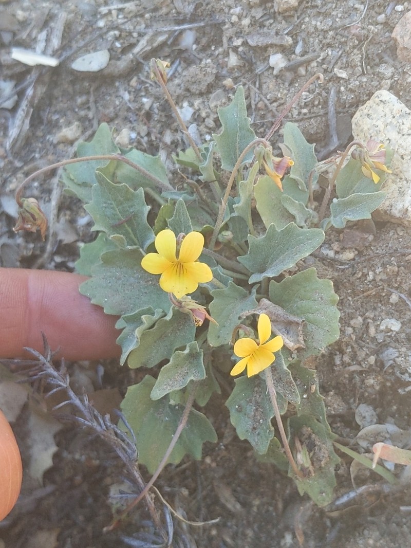 Viola purpurea var. mohavensis photo 4