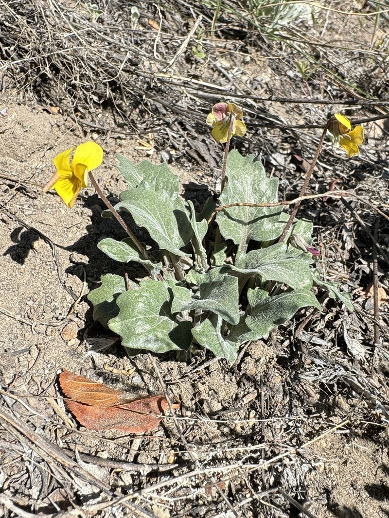 Viola purpurea var. mohavensis photo 5