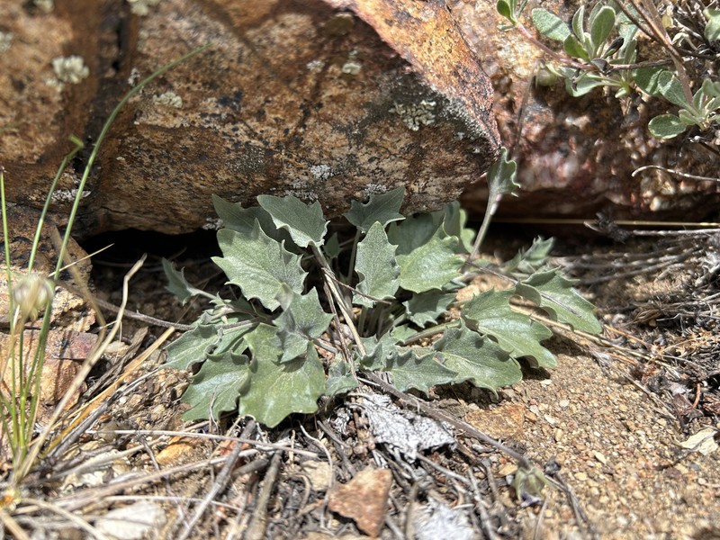Viola purpurea var. mohavensis photo 6