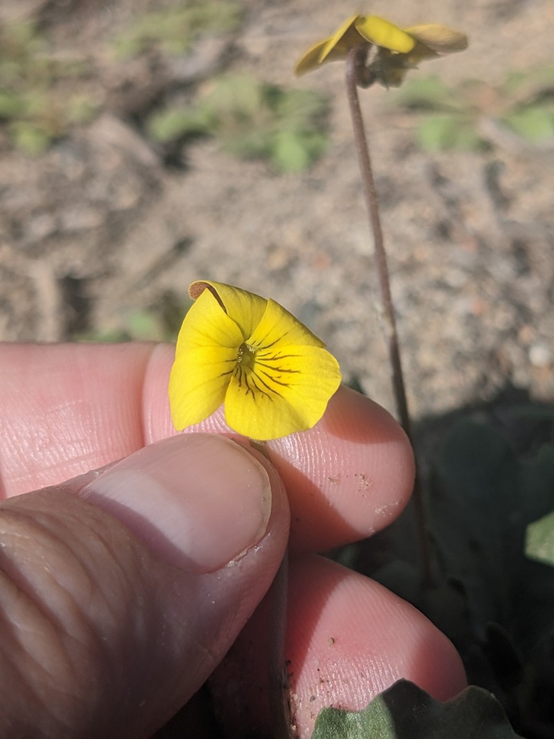 Viola purpurea var. mohavensis photo 8