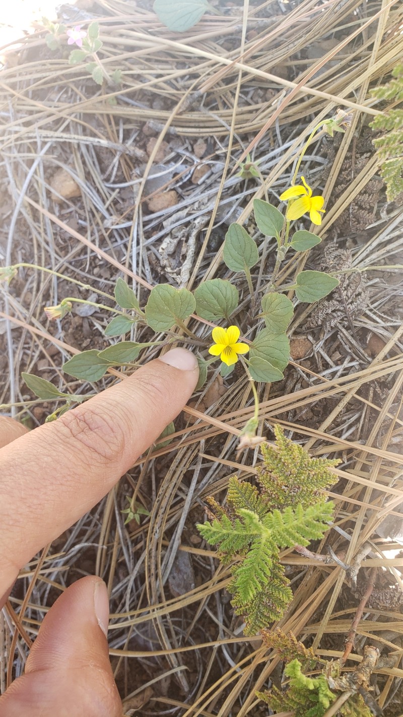Viola purpurea var. purpurea