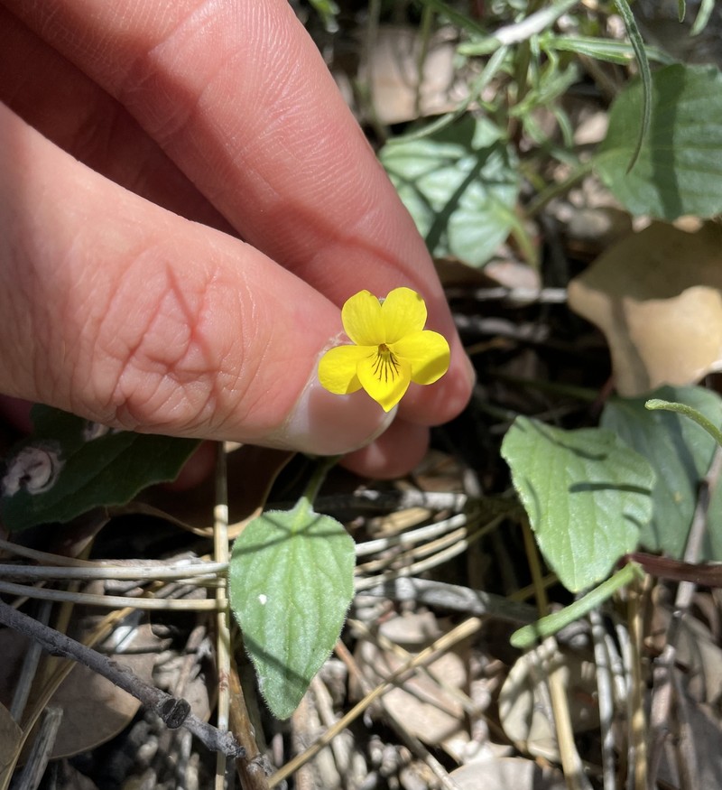 Viola purpurea var. purpurea photo 2