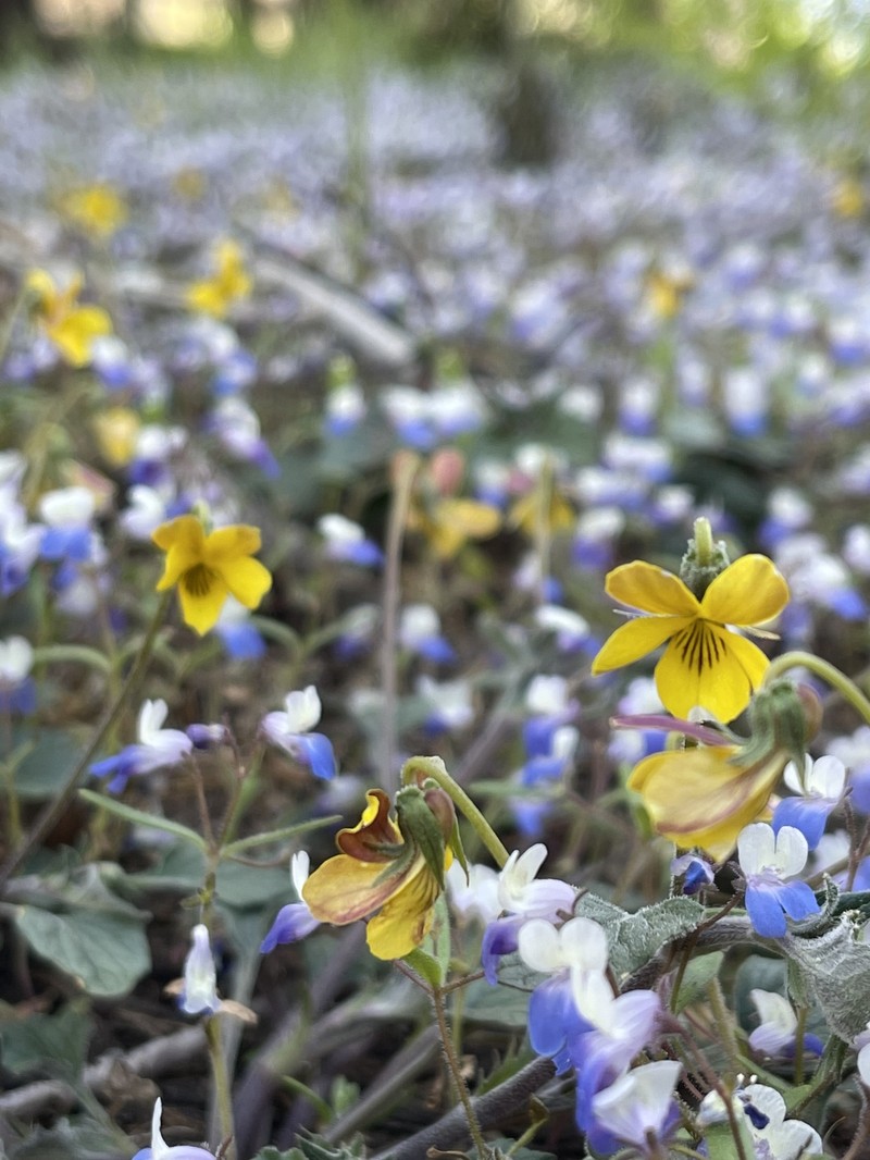 Viola purpurea var. purpurea photo 3