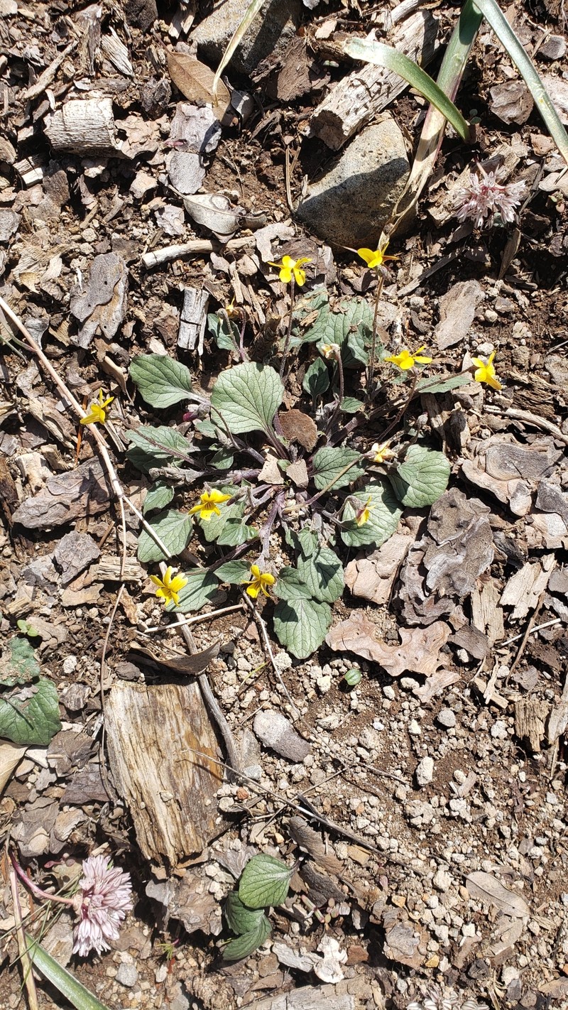 Viola purpurea var. purpurea photo 4