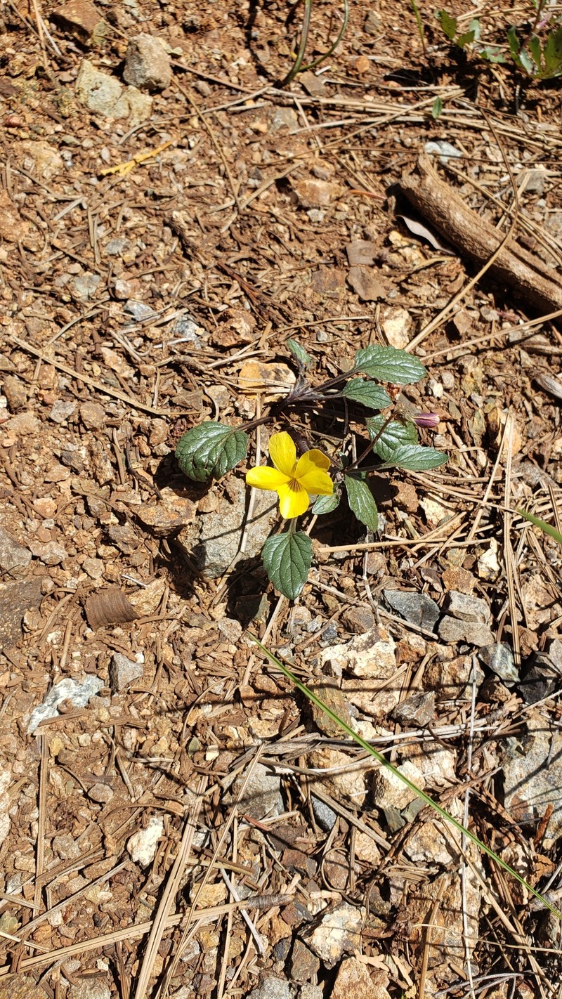Viola purpurea var. purpurea photo 5
