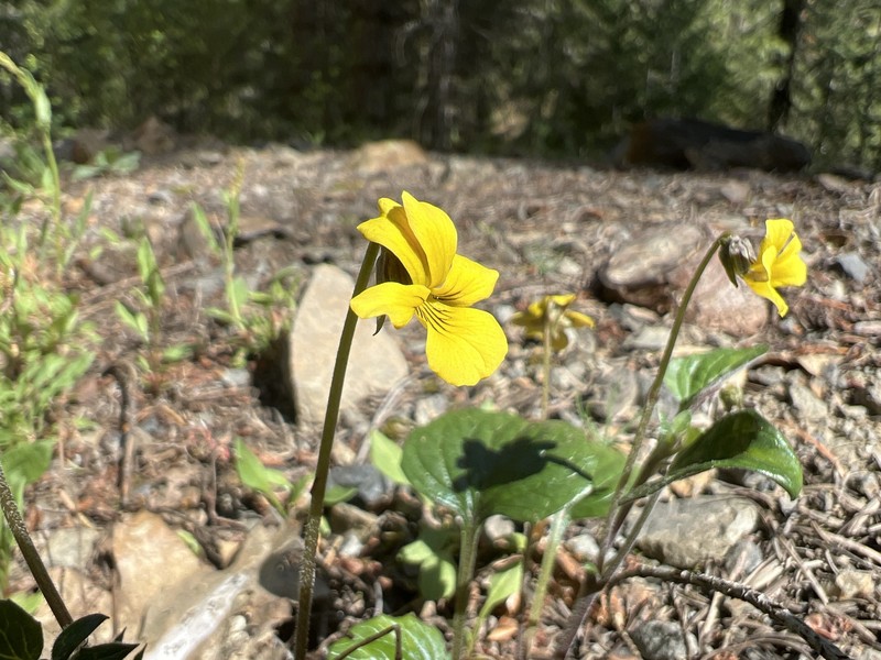 Viola purpurea var. purpurea photo 6