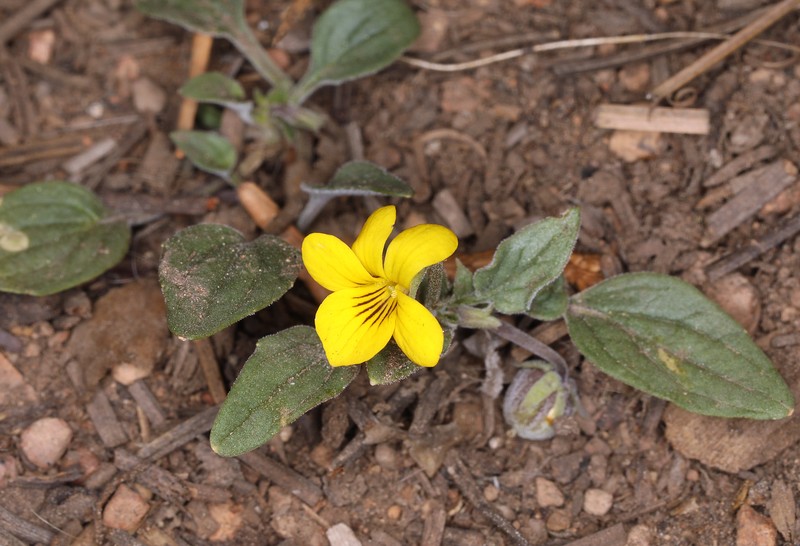 Viola purpurea var. purpurea photo 7