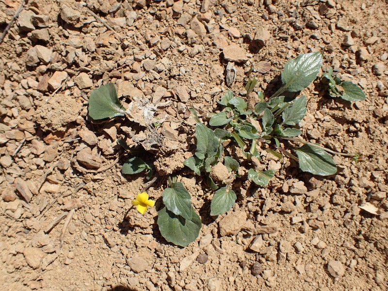Viola purpurea var. purpurea photo 8