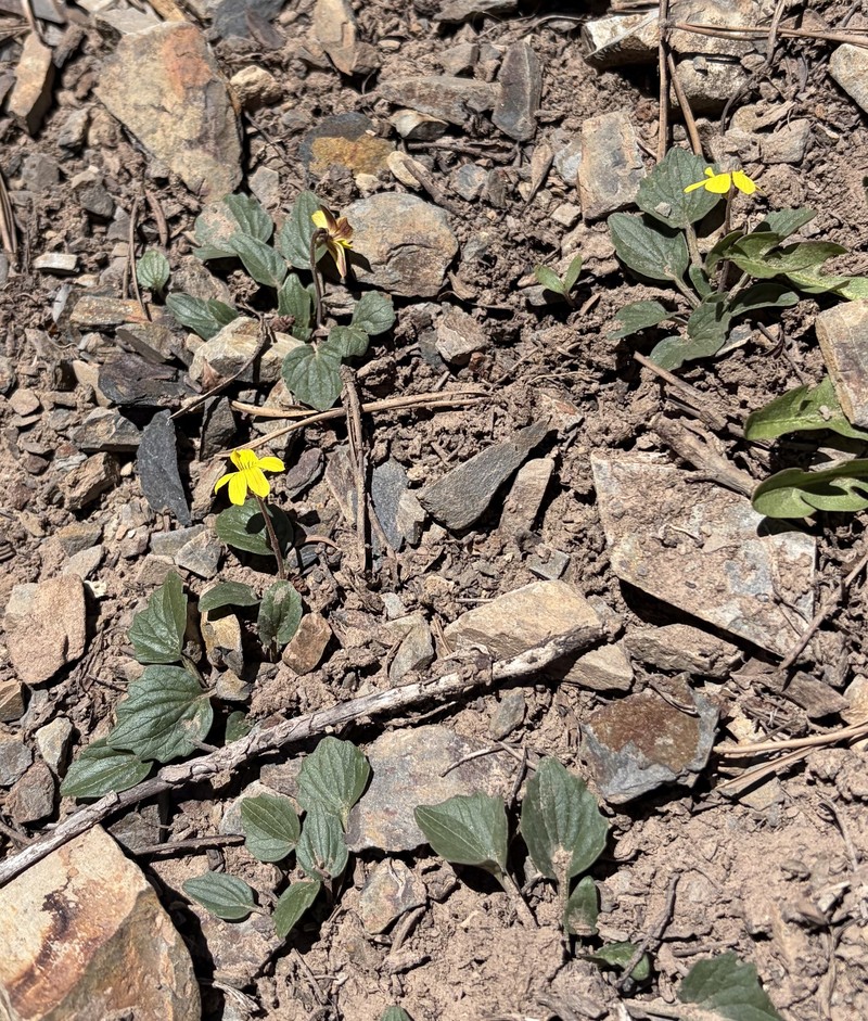 Viola purpurea var. venosa