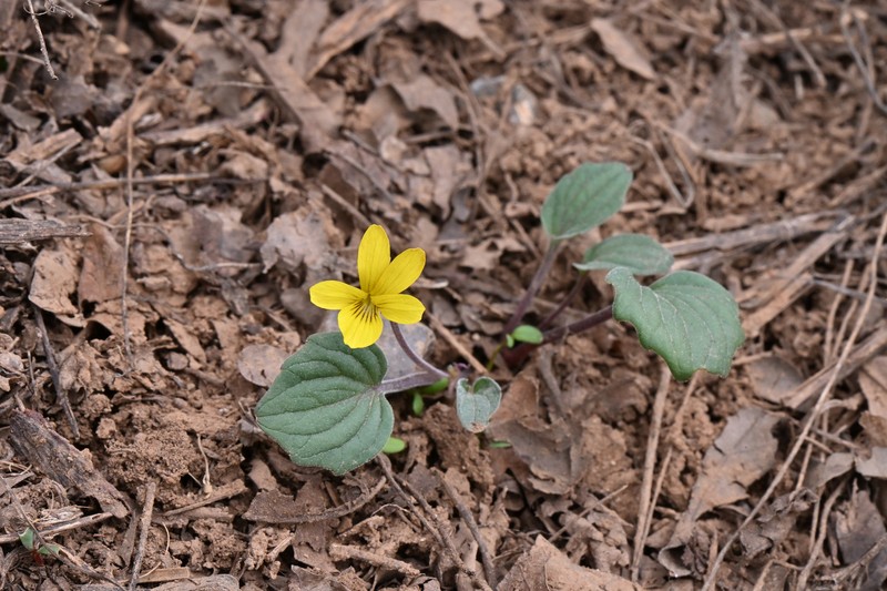 Viola purpurea var. venosa photo 2
