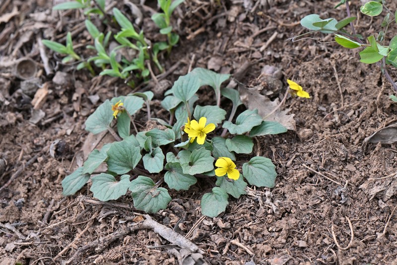 Viola purpurea var. venosa photo 3