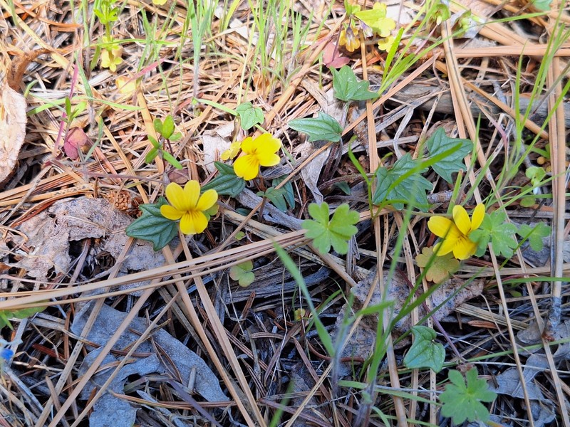 Viola purpurea var. venosa photo 4