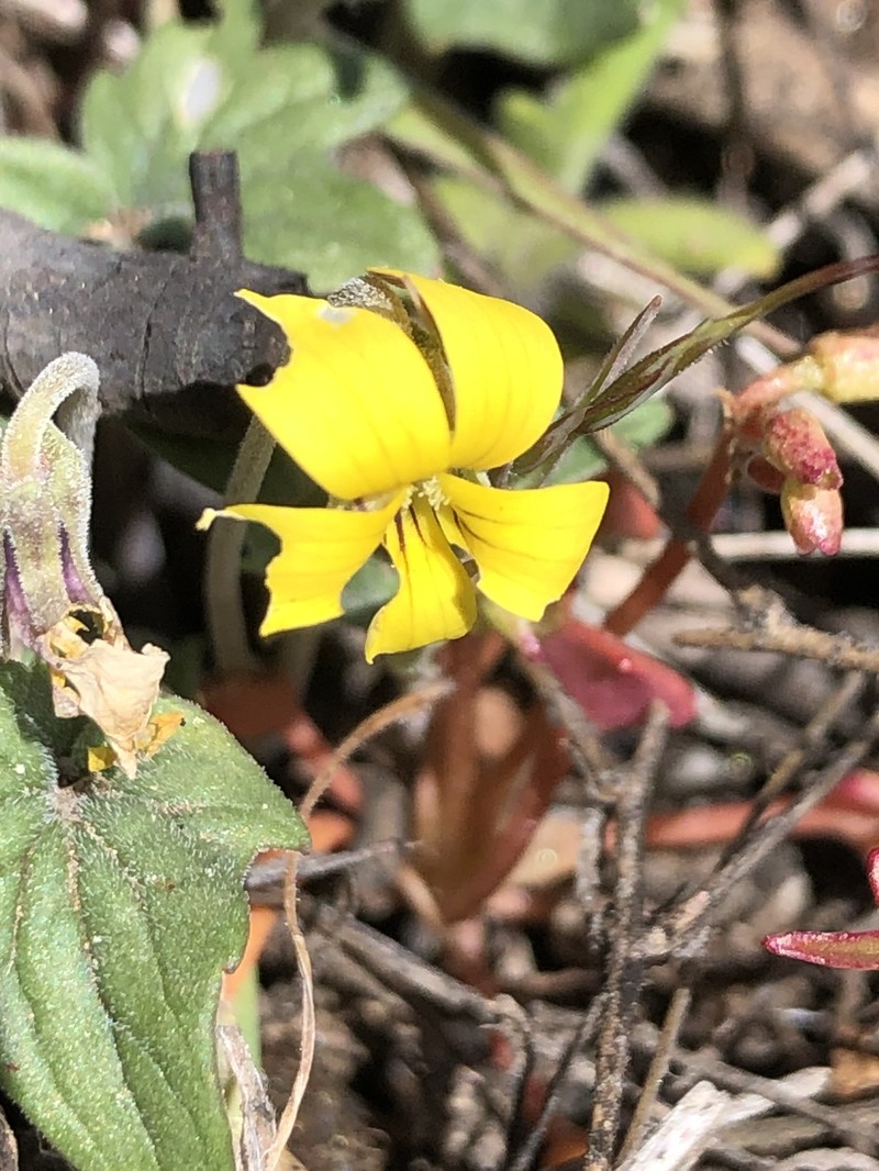 Viola purpurea var. venosa photo 5