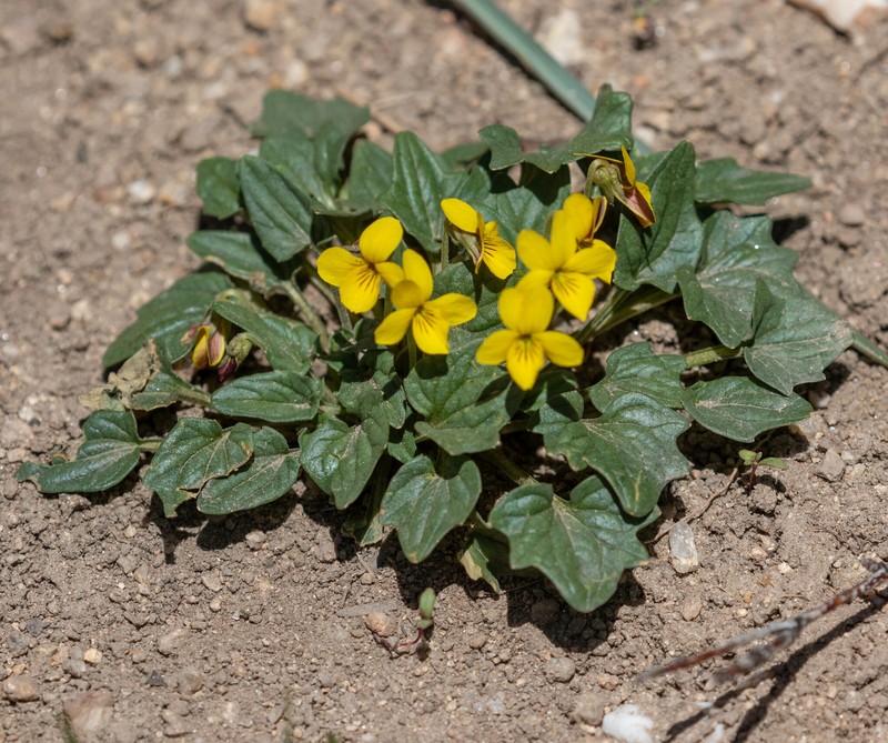 Viola purpurea var. venosa photo 6