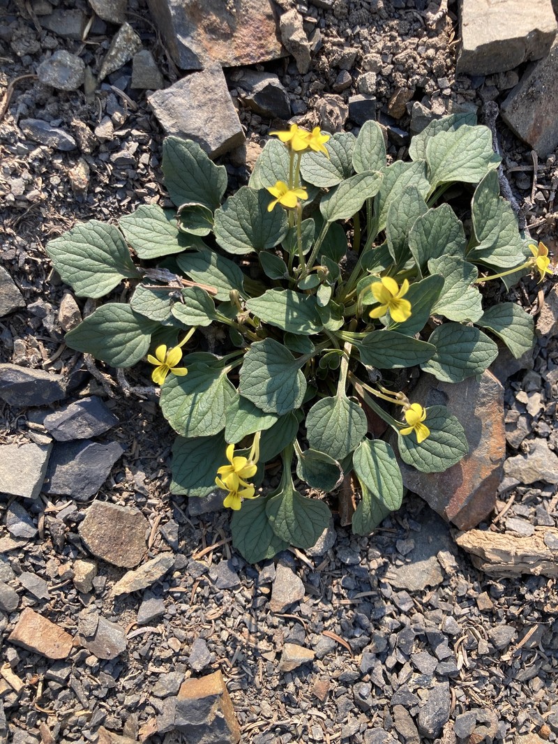 Viola purpurea var. venosa photo 7