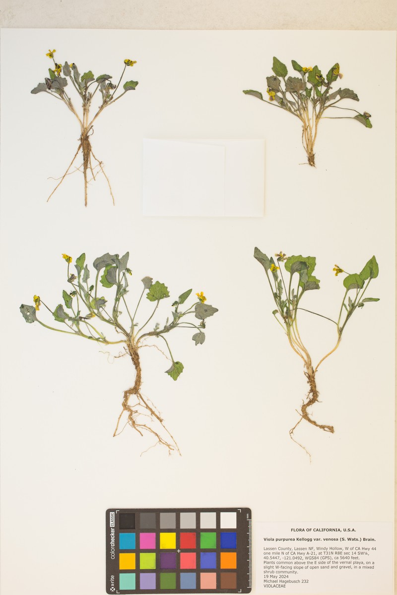 Viola purpurea var. venosa photo 8