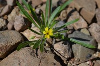 Viola pusilla