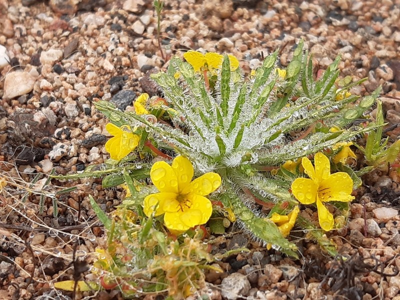 Viola pusilla photo 2