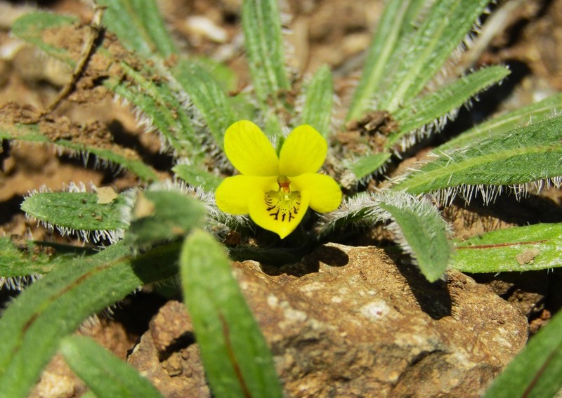 Viola pusilla photo 3