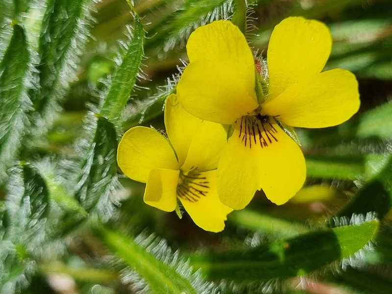 Viola pusilla photo 4