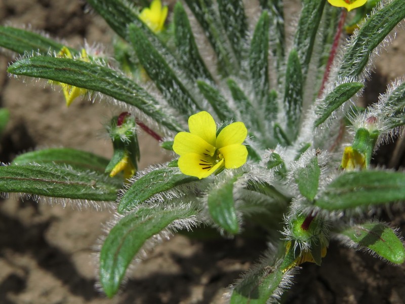 Viola pusilla photo 5