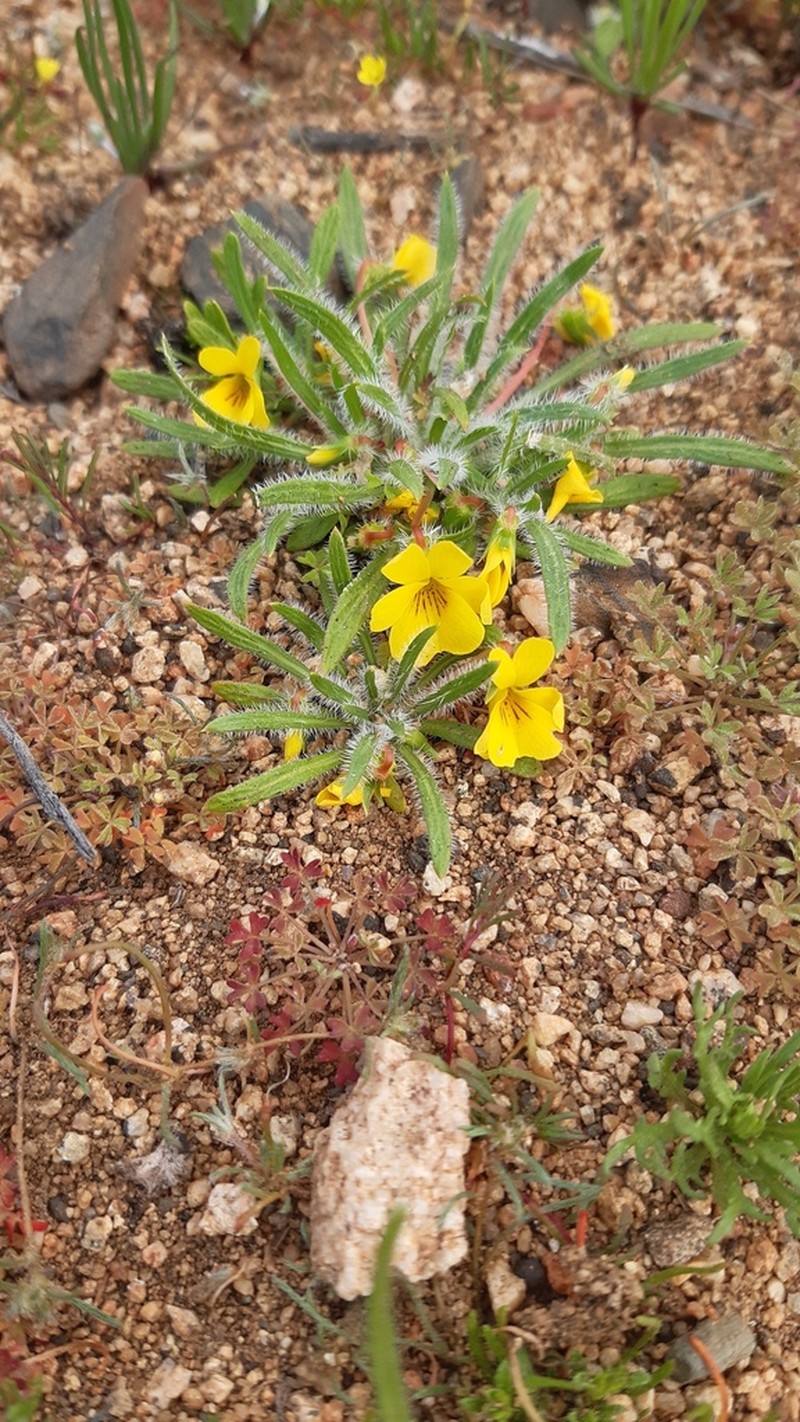 Viola pusilla photo 6
