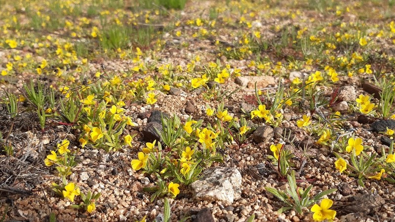 Viola pusilla photo 7