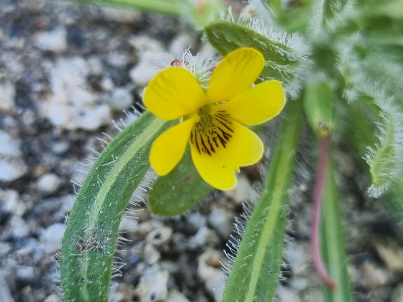 Viola pusilla photo 8