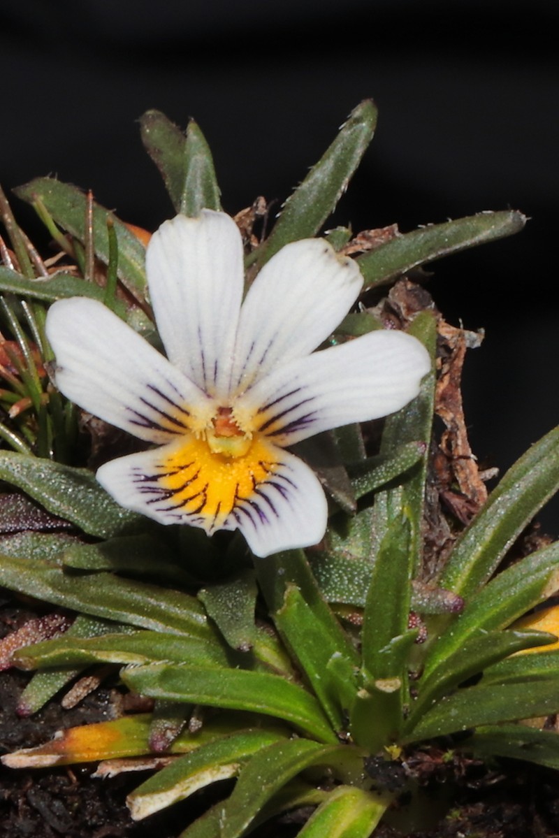 Viola pusillima