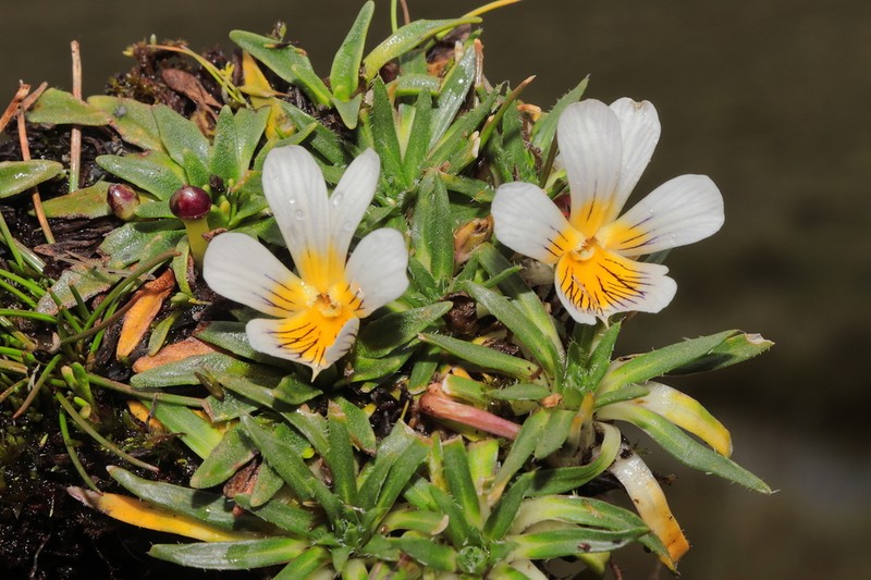 Viola pusillima photo 2