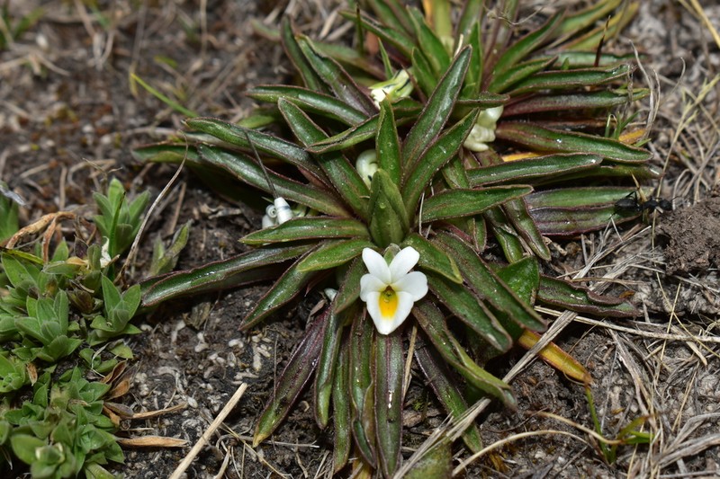 Viola pusillima photo 4