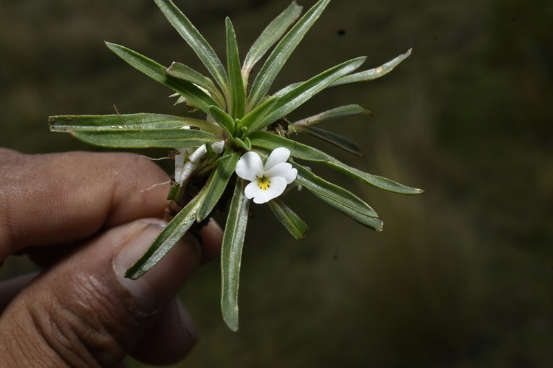 Viola pusillima photo 5