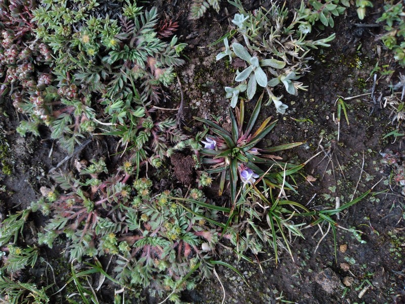 Viola pusillima photo 8